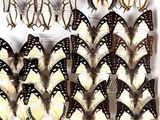 a lot of butterflies that are hanging on a wall