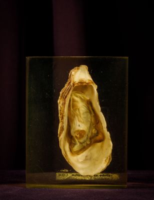 a shell with a face inside of it in a glass case