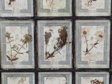 nine framed pictures of different types of flowers on display