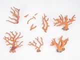 five different corals on a white surface with a starfish