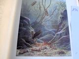 une photo d'un livre sur lequel figure l'image d'une tortue de mer