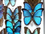 many blue butterflies in a white box on display