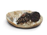 un petit coquillage orné d'un crabe, posé sur un fond blanc