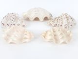 quatre coquillages sont disposés en cercle sur une surface blanche