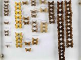 de nombreux types de papillons exposés dans une vitrine