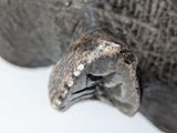 a close up of an elephant ' s head with a piece of metal in it ' s mouth