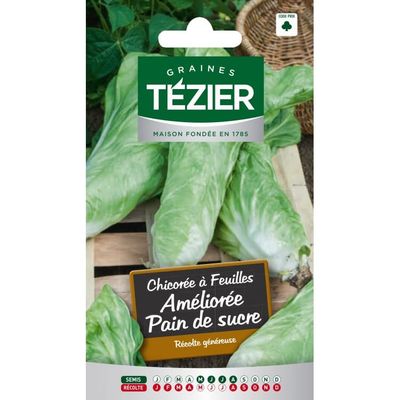 TÉZIER - Graines de Chicorée à Feuilles Pain de sucre - Réco…