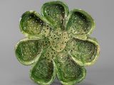 a close up of a green flower on a gray surface