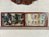 de nombreux papillons de toutes sortes dans une vitrine accrochée au mur