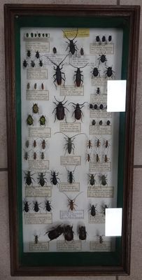 Vitrine de scarabées, coléoptères.