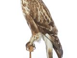 un oiseau perché sur un socle, sur fond blanc