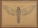 une image représentant un dessin de papillon de nuit sur une feuille de papier