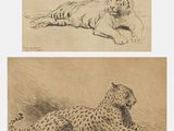 deux dessins représentant un tigre et un guépard