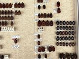 many different types of beetles on display in a display case