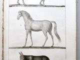 an old book with drawings of animals and horses on it