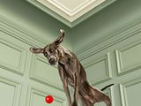 a dog that is jumping in the air with a ball