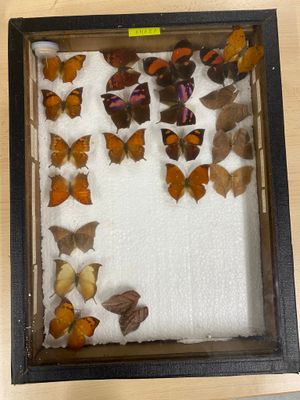 a shadow box with a lot of butterflies in it