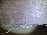 a spider that is sitting on a piece of wood
