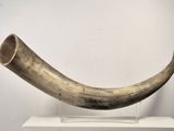 an elephant horn on a stand on a white surface