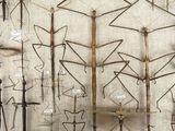 many different types of insects on display in a display case