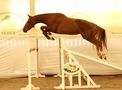 a horse that is jumping over an obstacle