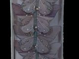 a picture of a box with a bunch of butterflies in it