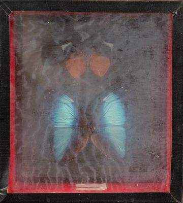 a picture of a blue butterfly in a black frame
