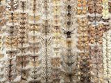 a close up of a wall covered in lots of different types of insects