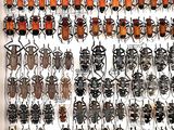 a lot of bugs that are hanging on the wall