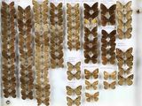 de nombreux types de papillons exposés dans une vitrine