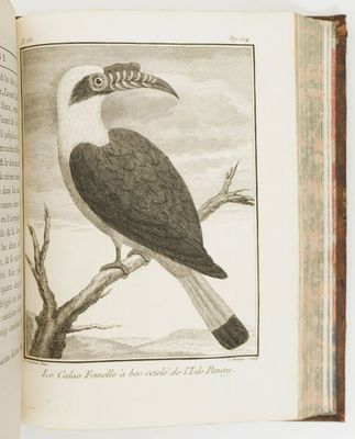 un oiseau perché sur un livre ouvert