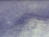 un oiseau qui se tient dans l'eau, un frisbee dans le bec