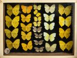 yellow and black butterflies in a wooden frame on a black background