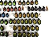 a lot of beetles that are on display on the wall
