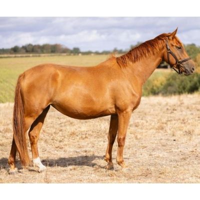 un cheval brun debout dans un champ d'herbe sèche