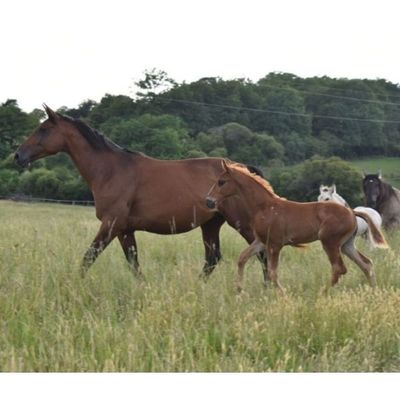 trois chevaux qui marchent ensemble dans l'herbe