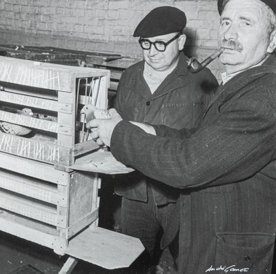 André GAMET (1919-2017) Nord. Les pigeonistes [sic] à Douai,…