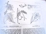 une image représentant un livre avec des dessins de plantes et d'animaux