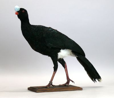 [Taxidermie] Hocco à pierre mâle - Pauxi pauxi marchant, sur…
