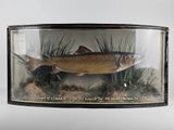 a picture of a fish in a glass case