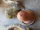 two mushrooms that are sitting on a table