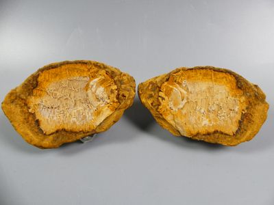 two pieces of fruit that have been cut in half