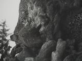 black and white photograph of a tree with a rock face in the background