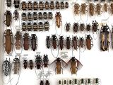 a lot of bugs that are on display in a white box