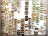 many different types of moths displayed in a white box