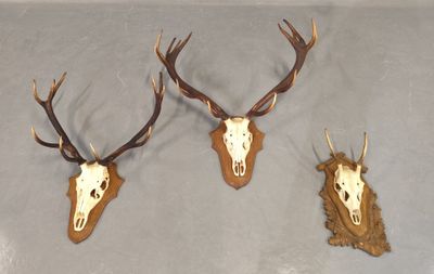trois têtes de cerfs accrochées au mur, avec leurs bois