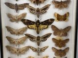 moths displayed in a shadow box on display in a museum
