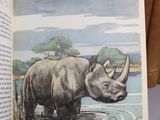 a picture of a rhino standing in the water inside of a book