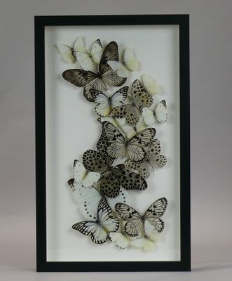 a black and white picture of a group of butterflies in a shadow box