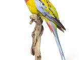 a colorful bird perched on a branch on a white background